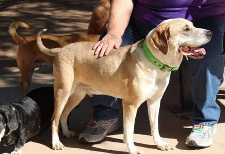 Adopt a friend: Thurston